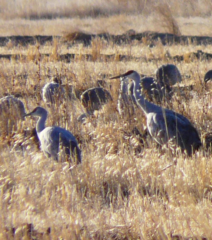 Sandhill Cranes Photo Review